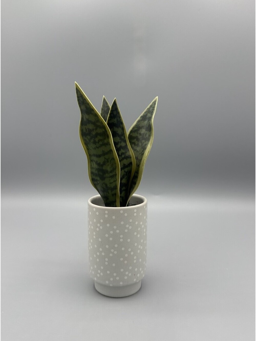 Artificial Snake Plant | Gray & White Polka Dot Pot